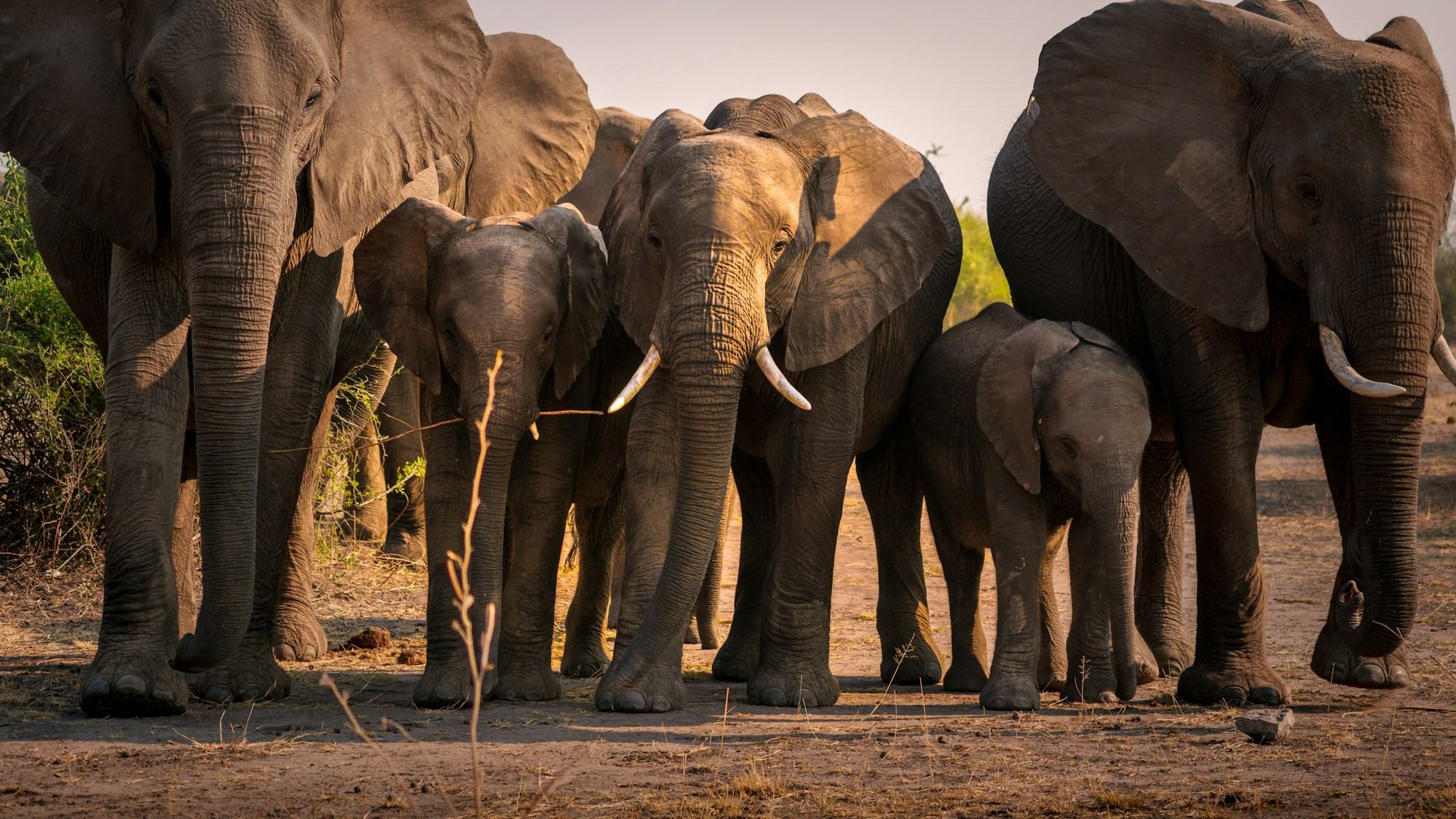 An elephant herd on the move