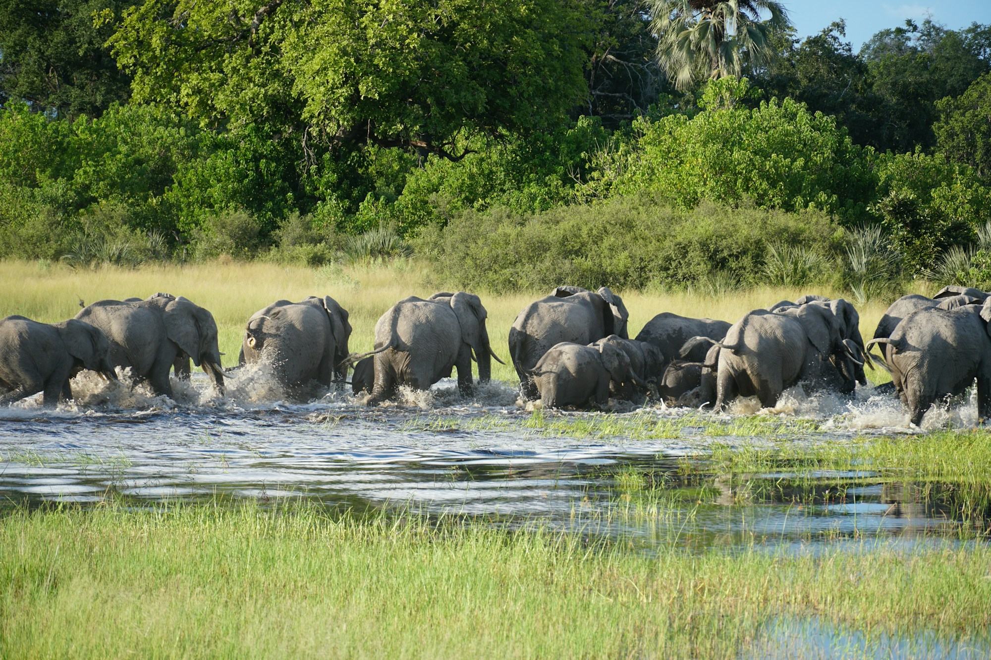 Elephants wading in the shallows